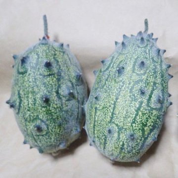 キワーノ苗 グリーンゼリーメロン苗の画像