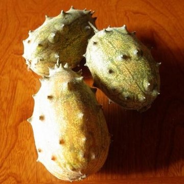 キワーノ苗 グリーンゼリーメロン苗の画像