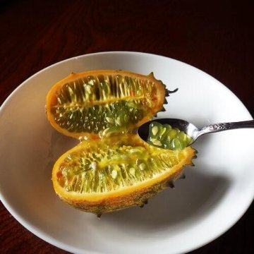 キワーノ苗 グリーンゼリーメロン苗の画像