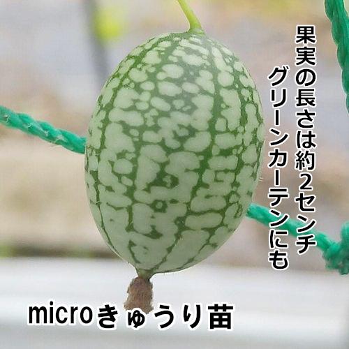 microキュウリ苗 きゅうりメロン苗の画像