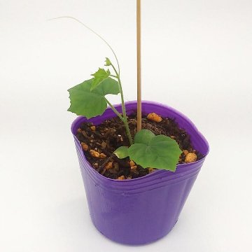 microキュウリ苗 きゅうりメロン苗の画像