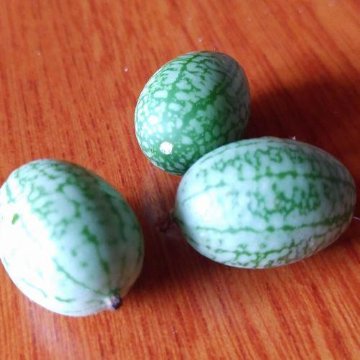microキュウリ苗 きゅうりメロン苗の画像