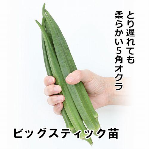 オクラ苗 ビッグスティック苗の画像