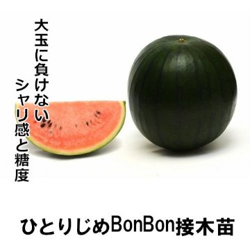 小玉スイカ苗 ひとりじめBonBon 接木苗 白ポットの画像