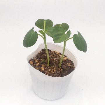 オクラ苗 ヘルシエ苗の画像