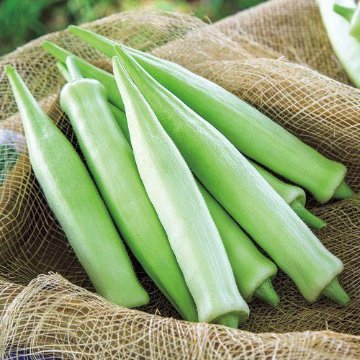 オクラ苗 ヘルシエ苗の画像