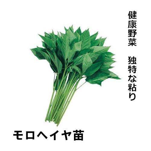 モロヘイヤ苗の画像