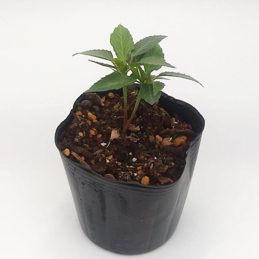 モロヘイヤ苗の画像