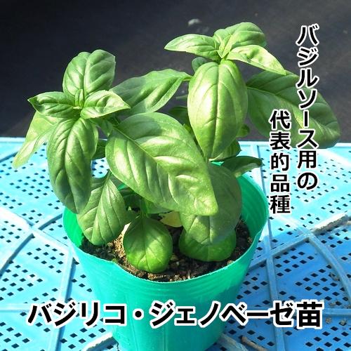 バジル苗 バジリコ・ジェノヴェーゼ苗の画像