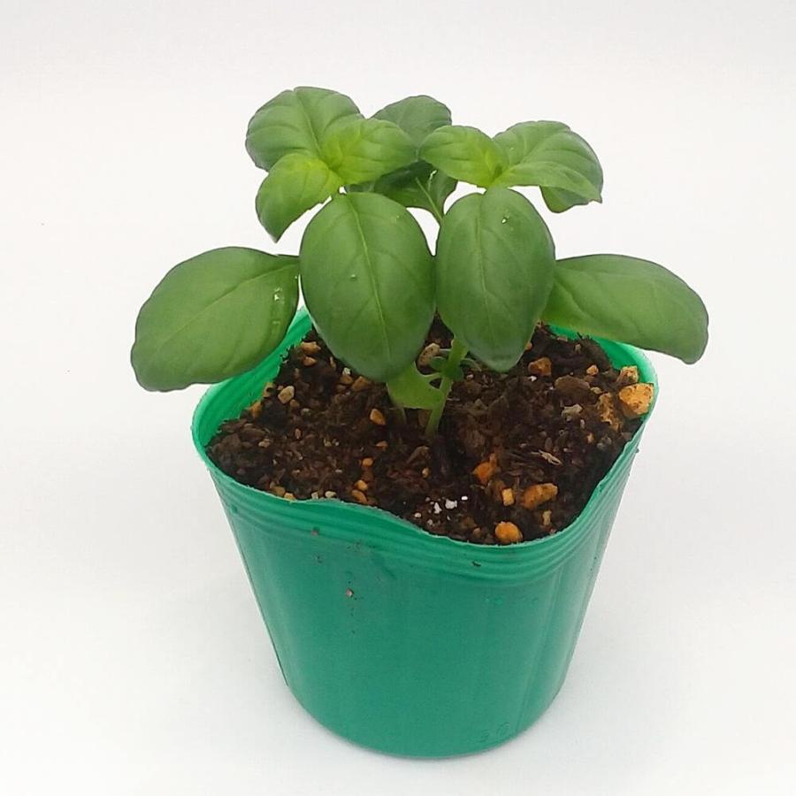 バジル苗 バジリコ・ジェノヴェーゼ苗の画像