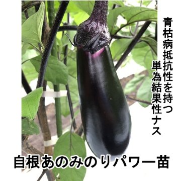 ナス苗 自根あのみのりパワーの画像