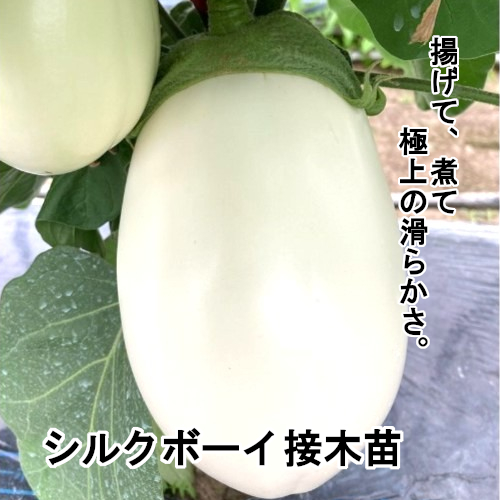 ナス苗 シルクボーイ 接木苗の画像
