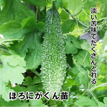 ゴーヤ苗 ほろにがくん苗 黄ポットの画像