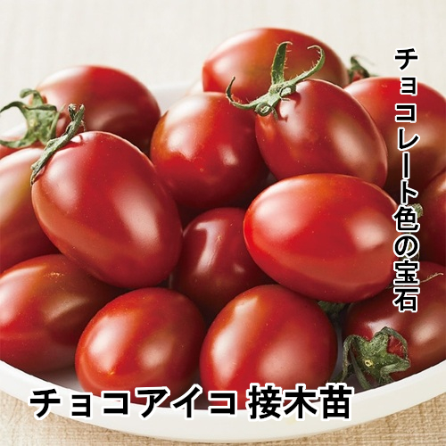 トマト苗 チョコアイコ 接木苗の画像