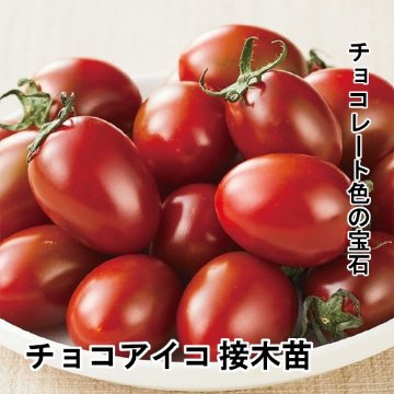 トマト苗 チョコアイコ 接木苗の画像