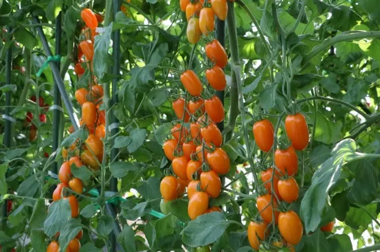 トマト苗 フラガールオランジェ 接木苗の画像