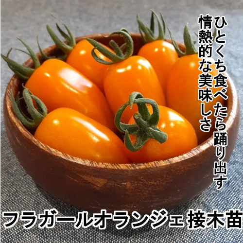 トマト苗 フラガールオランジェ 接木苗の画像