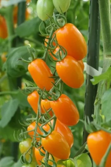 トマト苗 フラガールオランジェ 接木苗の画像