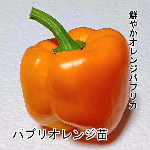 パプリカ苗 パプリオレンジ苗の画像