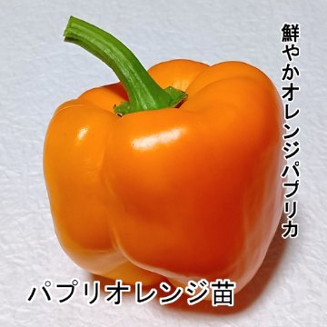 パプリカ苗 パプリオレンジ苗の画像
