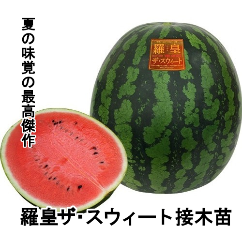 スイカ苗 羅皇 ザ・スウィート 接木苗の画像