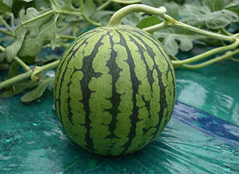 小玉スイカ苗 ひとりじめ NEO 接木苗の画像