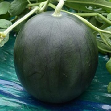 小玉スイカ苗 BonBonリッチ 接木苗の画像