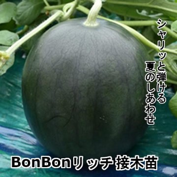 小玉スイカ苗 BonBonリッチ 接木苗の画像