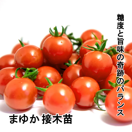 トマト苗 まゆか 接木苗の画像