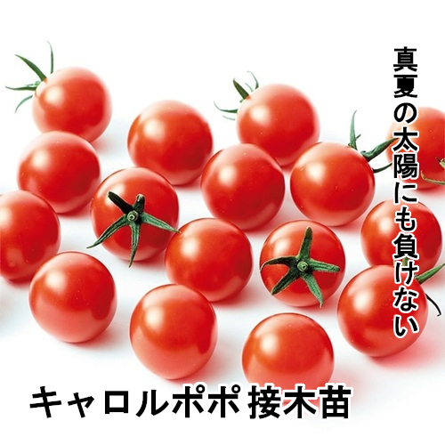 トマト苗 キャロルポポ 接木苗の画像