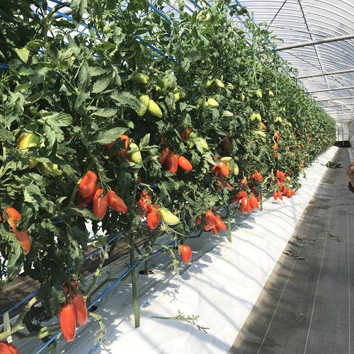 トマト苗 サンマルツァーノ・ポッツァーノ接木苗の画像