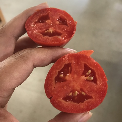 トマト苗 サンマルツァーノ・ポッツァーノ接木苗の画像