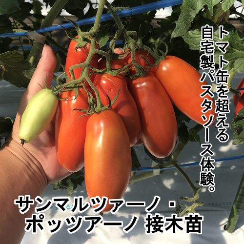 トマト苗 サンマルツァーノ・ポッツァーノ接木苗の画像