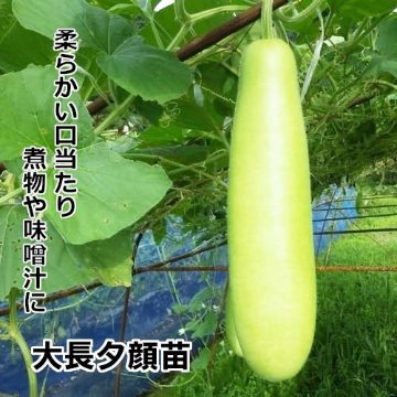 ユウガオ苗 大長夕顔苗 黒ポットの画像