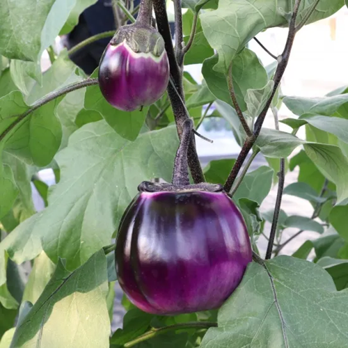 ナス苗 グリルでイタリア 接木苗の画像