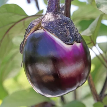 ナス苗 グリルでイタリア 接木苗の画像