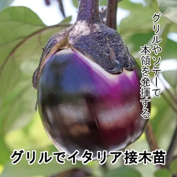 ナス苗 グリルでイタリア 接木苗の画像