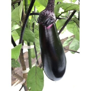 ナス苗 あのみのりパワー接木苗の画像