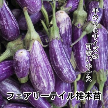 ナス苗 フェアリーテイル 接木苗の画像