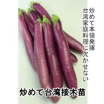 ナス苗 炒めて台湾 接木苗の画像