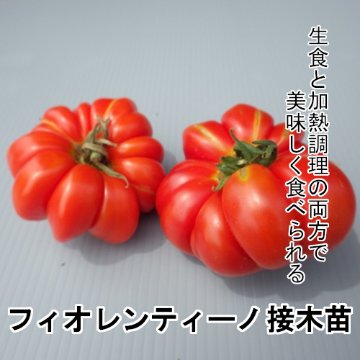 トマト苗 フィオレンティーノ 接木苗の画像