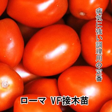 トマト苗 ローマ VF 接木苗の画像