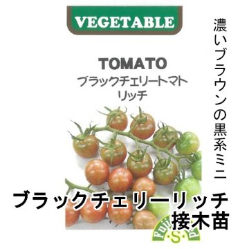 トマト苗 ブラックチェリーリッチ 接木苗の画像