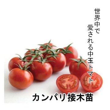 トマト苗 カンパリ 接木苗の画像