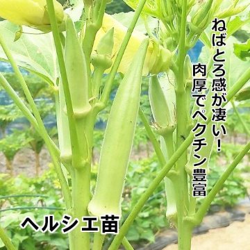 オクラ苗 ヘルシエ苗 白ポットの画像