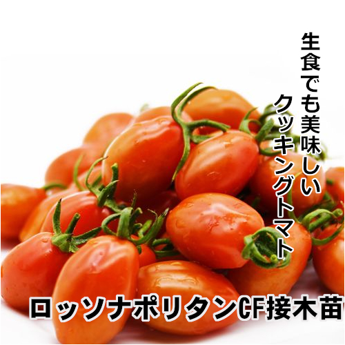 ミニトマト苗 接木ロッソナポリタンCF苗の画像