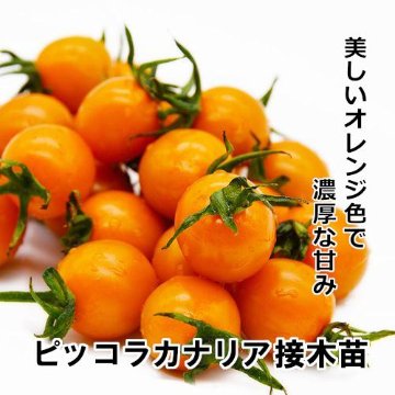 ミニトマト苗 ピッコラカナリア 接木苗の画像