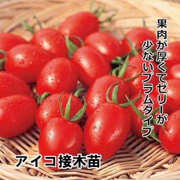 ミニトマト苗 アイコ 接木苗  赤ポットの画像