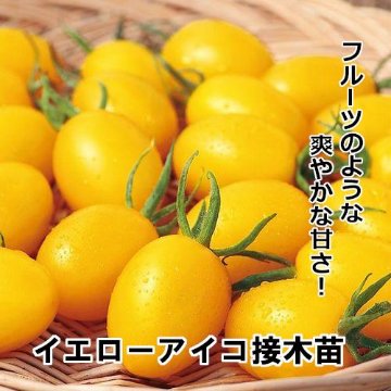 ミニトマト苗 イエローアイコ 接木苗 黄ポットの画像