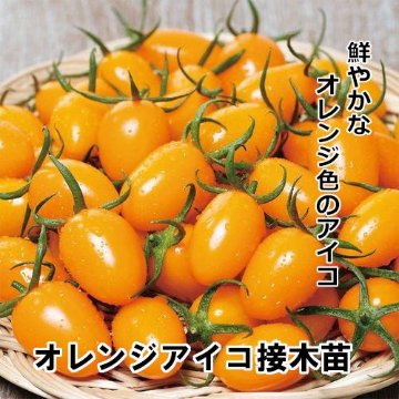 ミニトマト苗 オレンジアイコ 接木苗 橙ポットの画像